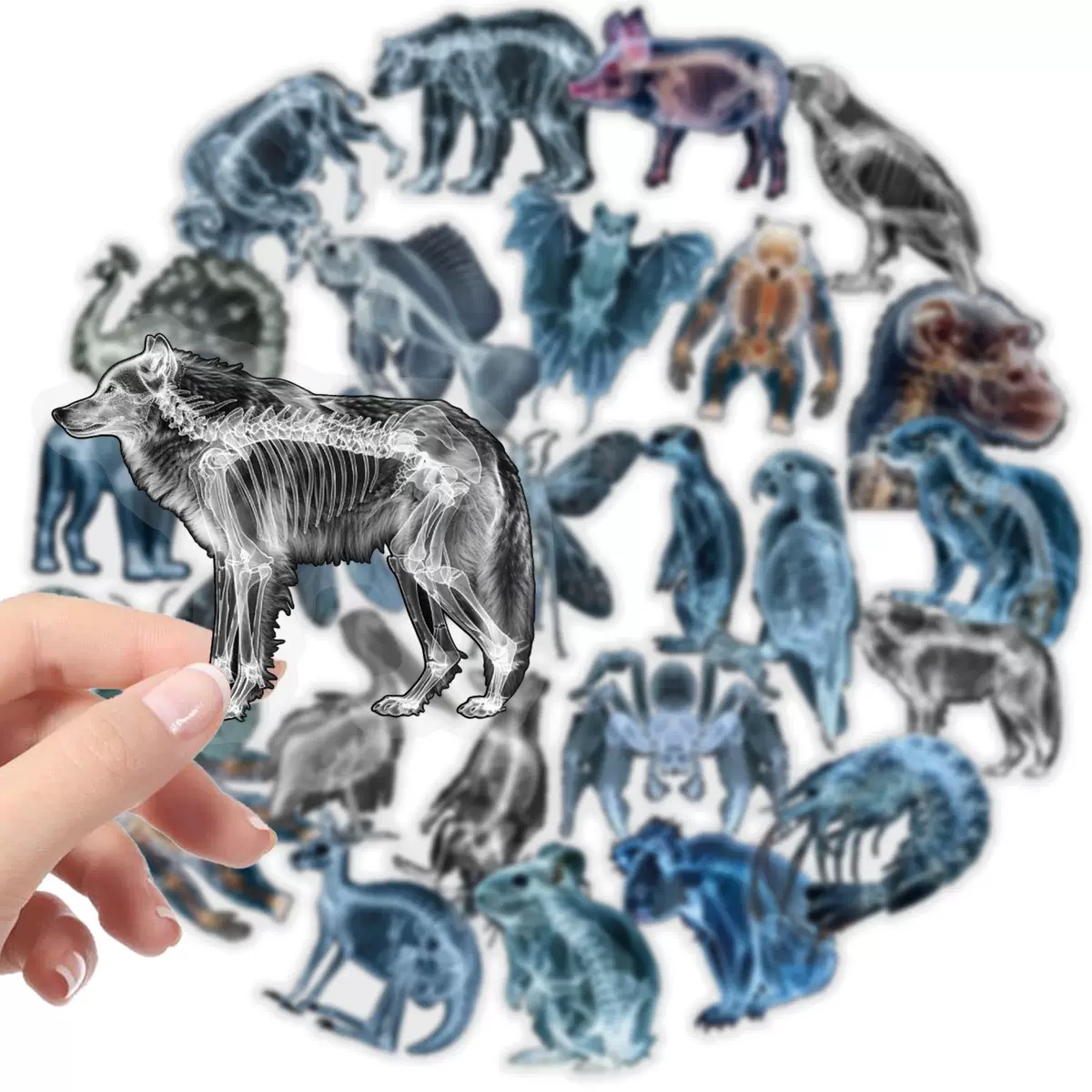 10/56 Buah Stiker Kerangka Hew - Kids Xray Toys ulasan dan harga